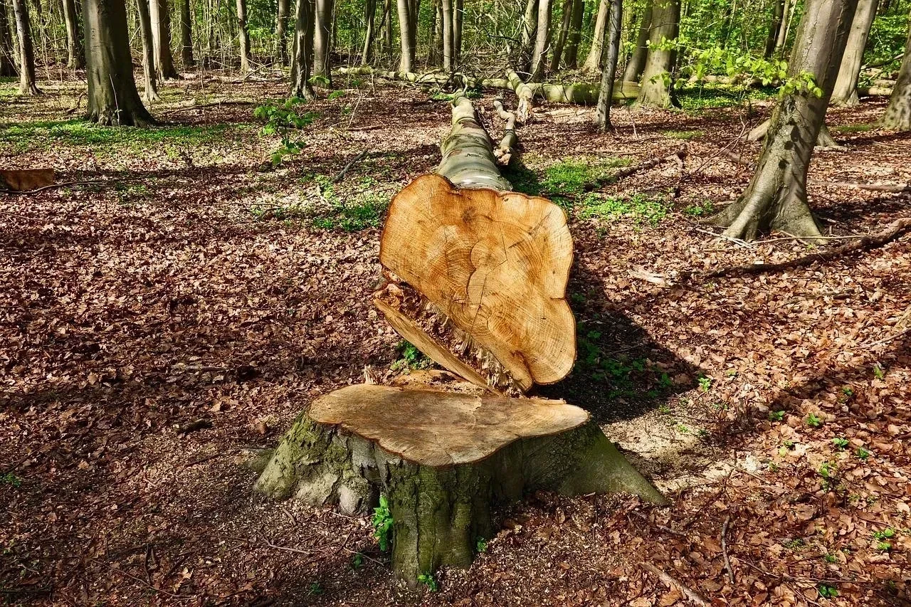Coupe de bois Coupe de bois