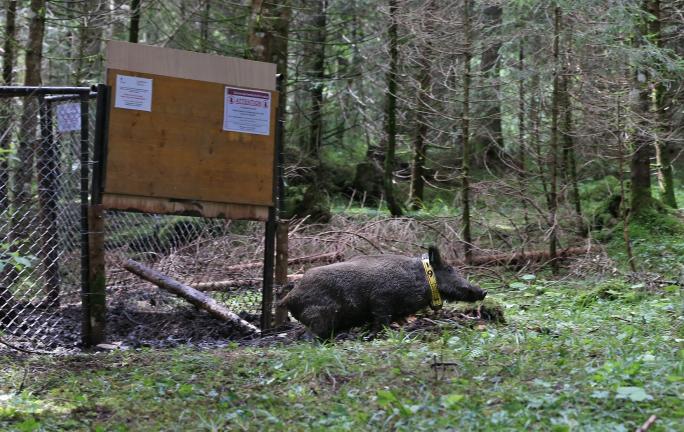 Fang und Markierung eines Wildschweins