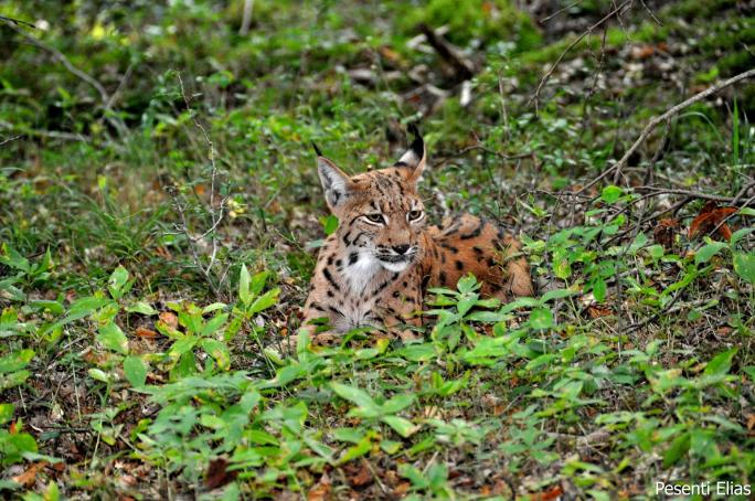 Eurasische Luchs (Lynx lynx)