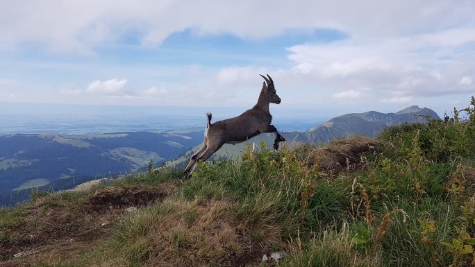 Alpensteinbock (Capra ibex)