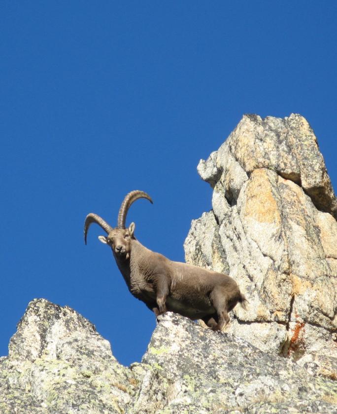 Alpensteinbock (Capra ibex)