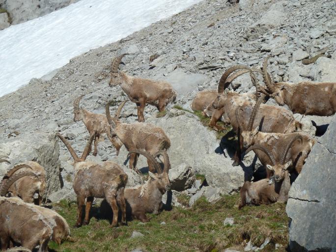 Alpensteinbock (Capra ibex)