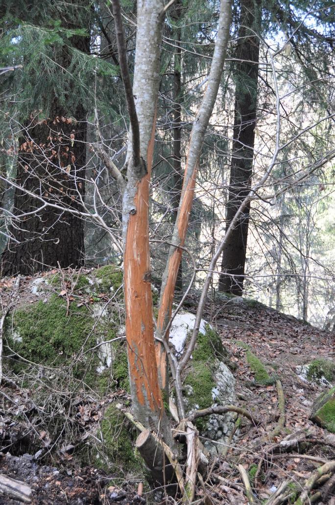 Hirschschäden (Schälen)
