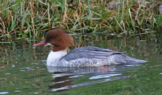 Gänsesäger (Mergus merganser)