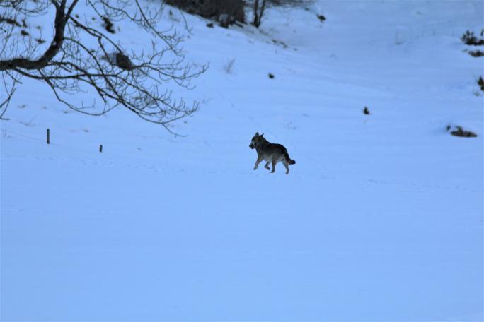 Wolf (Canis lupus)