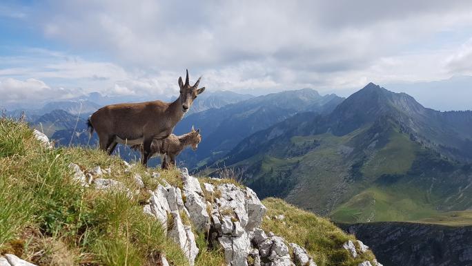 Alpensteinbock (Capra ibex)