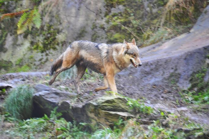 Wolf (Canis lupus)