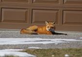 Rotfuchs (Vulpes vulpes)