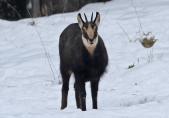 Gämse (Rupicapra rupicapra)