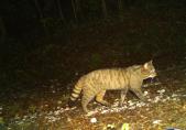 Europäische Wildkatze (Felis silvestris)