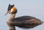 Haubentaucher (Podiceps cristatus)