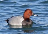 Tafelente (Aythya ferina)