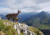 Alpensteinbock (Capra ibex)