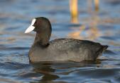 Blässhuhn (Fulica atra)