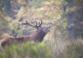 Rothirsch (Cervus elaphus)