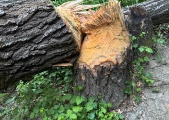 Foto eines Baumes, dessen Stamm von einem Biber angefressen ist