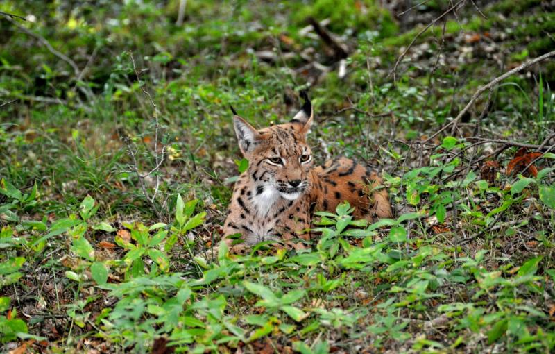 Luchs