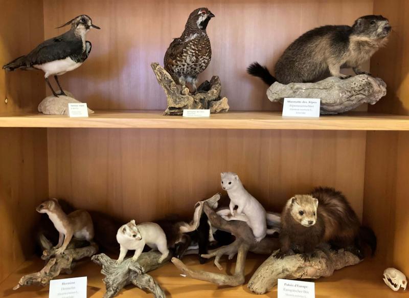 Naturalisation d’animaux protégés